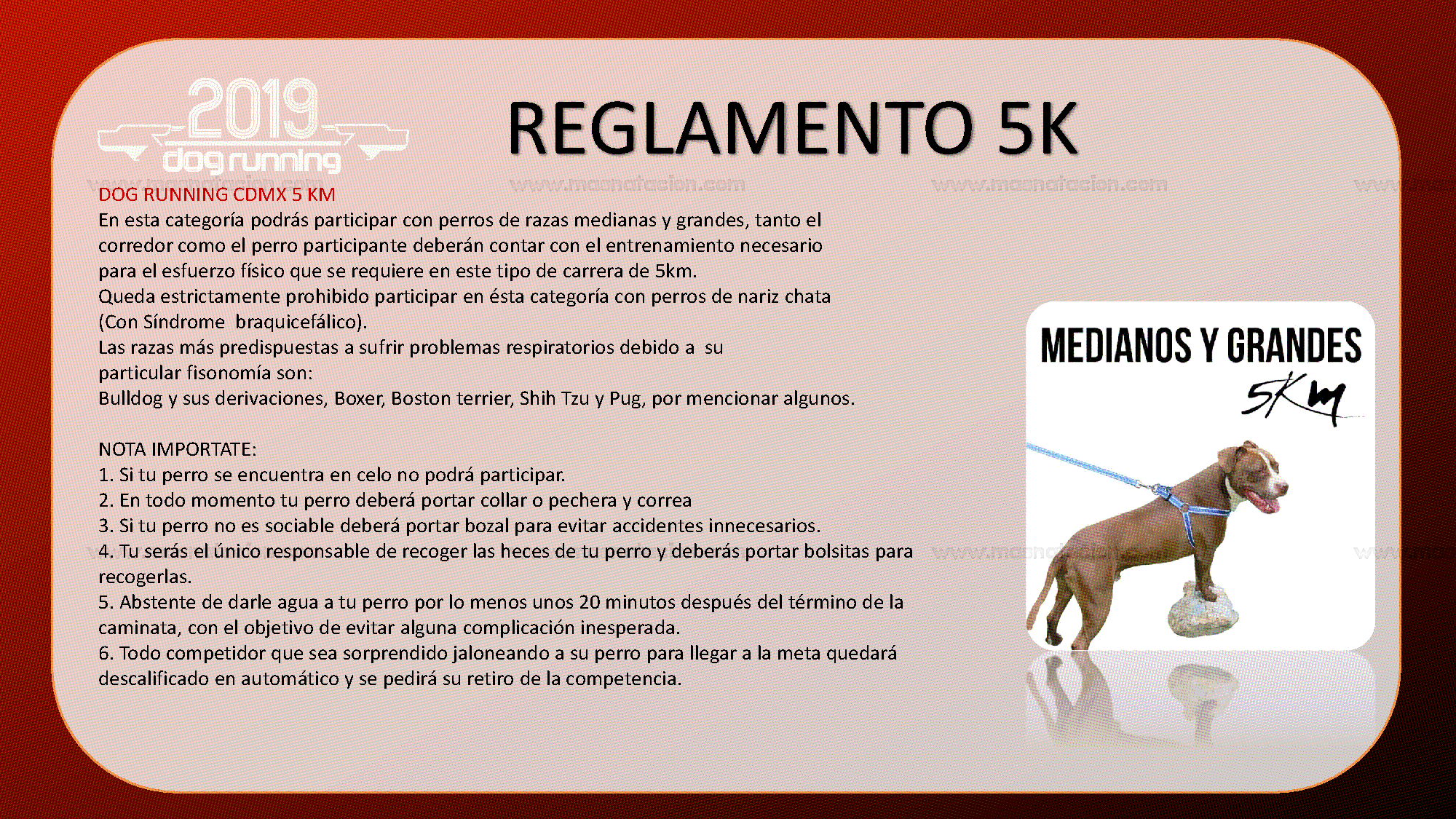 Convocatoria: Dog Running Cdmx 2019